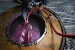 vinification