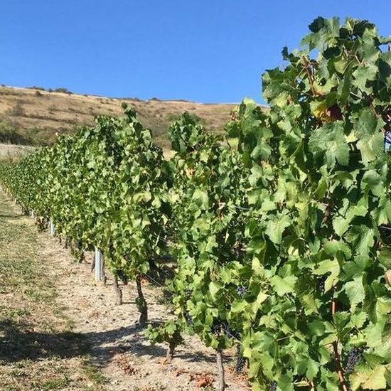 Dégustation dans les vignes en Auvergne